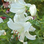 White Lily (Lilium 'White') Bulb - Oriental Hybrids (842382) White Oriental Lilies (Lilium 'White') Bulb - Oriental Hybrids