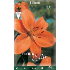Orange Asiatic Lilies (Lilium spp.) Bulb - Asiatic Hybrids