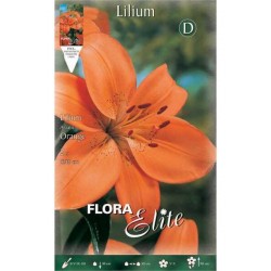 Κρίνος Πορτοκαλί Ροζ Ασιατικός (Lilium spp.) Βολβοί Κρίνου