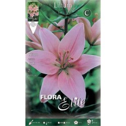 Κρίνος Λίλιουμ Ροζ Ασιατικός (Lilium spp.) Βολβοί Κρίνου