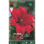 Red Asiatic Lily (Lilium spp.) Bulb - Asiatic Hybrids (840982) Red Asiatic Lilies (Lilium spp.) Bulb - Asiatic Hybrids