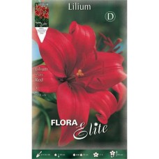 Red Asiatic Lilies (Lilium spp.) Bulb - Asiatic Hybrids