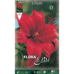 Κρίνος Λίλιουμ Κόκκινο Ασιατικός (Lilium spp.) Βολβοί Κρίνου