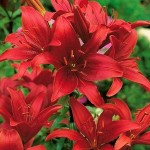 Red Asiatic Lily (Lilium spp.) Bulb - Asiatic Hybrids (840982) Red Asiatic Lilies (Lilium spp.) Bulb - Asiatic Hybrids