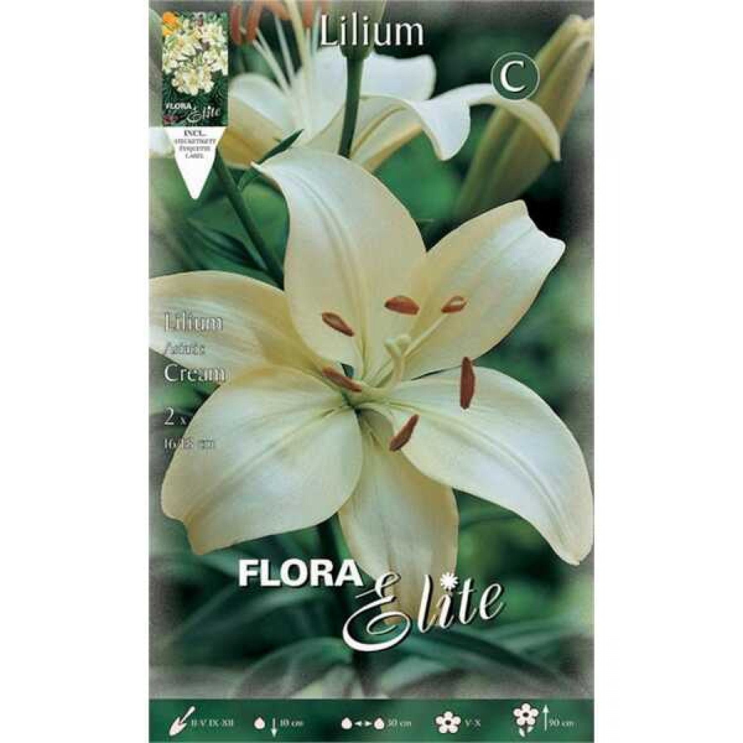 White Asiatic Lily (Lilium spp.) Bulb - Asiatic Hybrids (841262) White Asiatic Lilies (Lilium spp.) Bulb - Asiatic Hybrids
