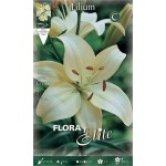 White Asiatic Lily (Lilium spp.) Bulb - Asiatic Hybrids (841262) White Asiatic Lilies (Lilium spp.) Bulb - Asiatic Hybrids