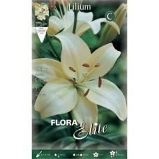 White Asiatic Lilies (Lilium spp.) Bulb - Asiatic Hybrids