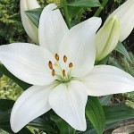 White Asiatic Lily (Lilium spp.) Bulb - Asiatic Hybrids (841262) White Asiatic Lilies (Lilium spp.) Bulb - Asiatic Hybrids