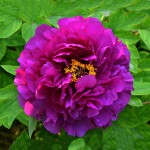 Δενδρώδης Παιώνια Ιαπωνίας σε Γλαστράκι (Paeonia × suffruticosa) Δενδρώδεις Παιώνιες σε Γλαστράκια - Συσκευασμένη Παιώνια