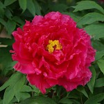 Δενδρώδης Παιώνια Ιαπωνίας σε Γλαστράκι (Paeonia × suffruticosa) Δενδρώδεις Παιώνιες σε Γλαστράκια - Συσκευασμένη Παιώνια