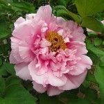 Δενδρώδης Παιώνια Ιαπωνίας σε Γλαστράκι (Paeonia × suffruticosa) Δενδρώδεις Παιώνιες σε Γλαστράκια - Συσκευασμένη Παιώνια