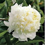 Δενδρώδης Παιώνια Ιαπωνίας σε Γλαστράκι (Paeonia × suffruticosa) Δενδρώδεις Παιώνιες σε Γλαστράκια - Συσκευασμένη Παιώνια
