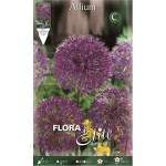 Άλλιουμ Aflatunense (Allium Aflatunense) Βολβοί Άλλιουμ Aflatunense (Allium Aflatunense) Βολβός Ροζ - Βολβοί, Ριζώματα, Κόνδυλοι