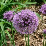 Άλλιουμ Aflatunense (Allium Aflatunense) Βολβοί Άλλιουμ Aflatunense (Allium Aflatunense) Βολβός Ροζ - Βολβοί, Ριζώματα, Κόνδυλοι