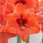 Αμαρυλλίδες Πορτοκαλί Πρεπαρέ Βολβοί (Hippeastrum spp.)