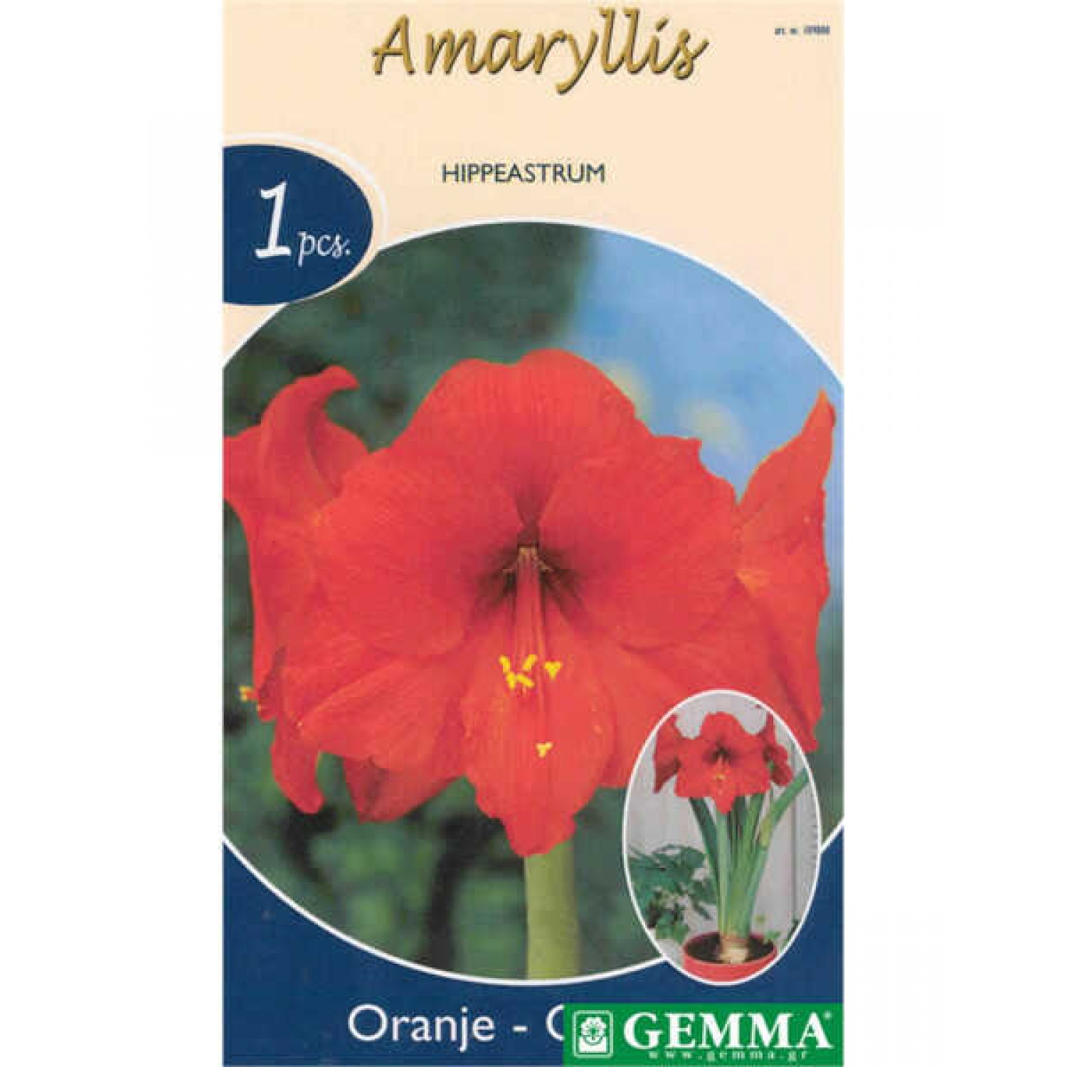 Αμαρυλλίδες Πορτοκαλί Πρεπαρέ Βολβοί (Hippeastrum spp.)