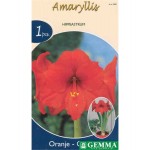 Αμαρυλλίδες Πορτοκαλί Πρεπαρέ Βολβοί (Hippeastrum spp.)