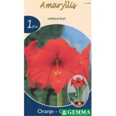 Αμαρυλλίδες Πορτοκαλί Πρεπαρέ Βολβοί (Hippeastrum spp.)