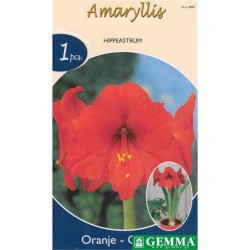 Αμαρυλλίδες Πορτοκαλί Πρεπαρέ Βολβοί (Hippeastrum spp.)