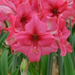 Αμαρυλλίδες Ροζ Πρεπαρέ Βολβοί (Hippeastrum spp.)