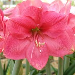 Αμαρυλλίδες Ροζ Πρεπαρέ Βολβοί (Hippeastrum spp.)