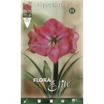 Αμαρυλλίδες Ροζ Πρεπαρέ Βολβοί (Hippeastrum spp.)