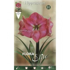 Αμαρυλλίδες Ροζ Πρεπαρέ Βολβοί (Hippeastrum spp.)