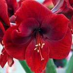 Αμαρυλλίδες Κόκκινες Πρεπαρέ Βολβοί (Hippeastrum spp.)