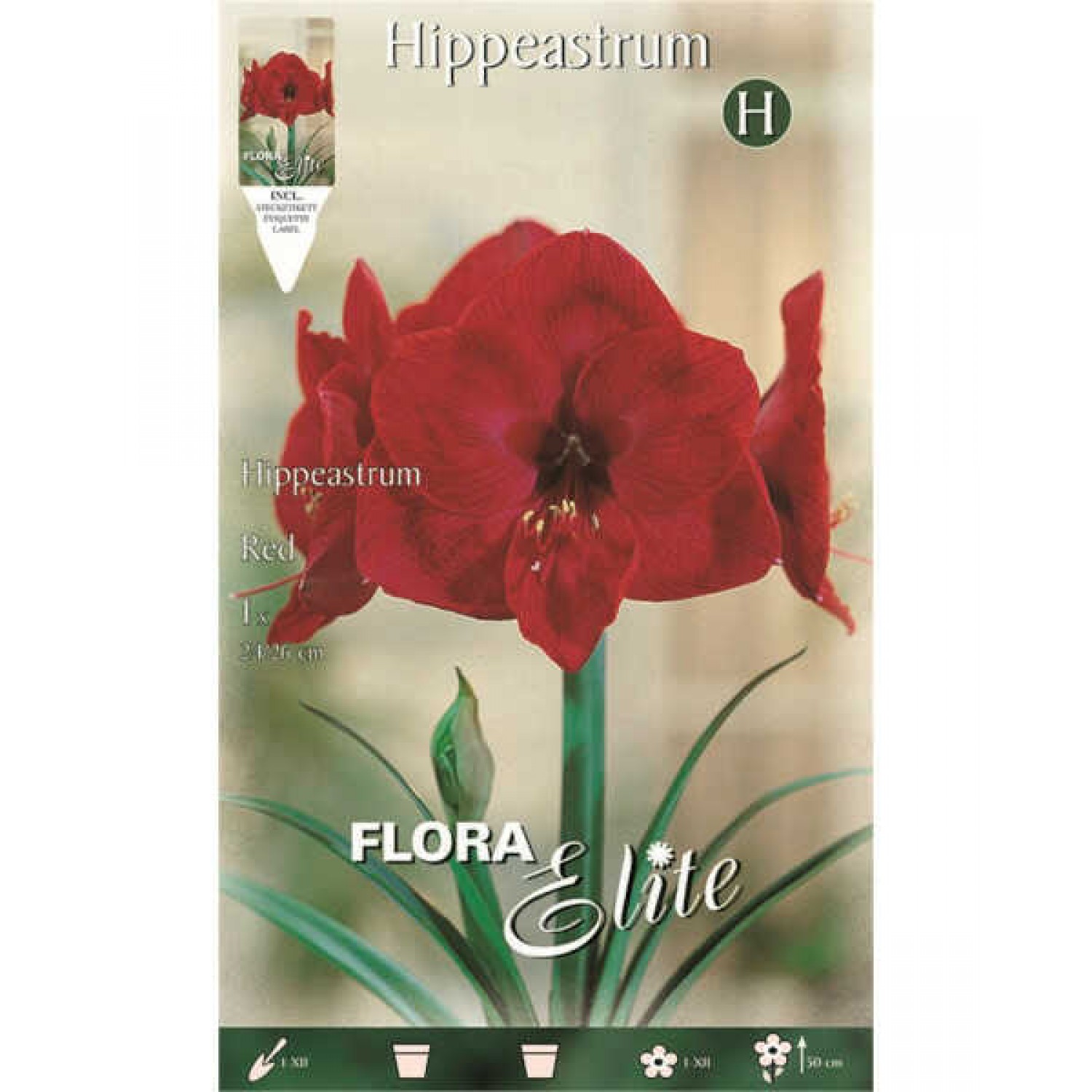 Αμαρυλλίδες Κόκκινες Πρεπαρέ Βολβοί (Hippeastrum spp.)