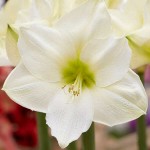 Αμαρυλλίδες Λευκές Πρεπαρέ Βολβοί (Hippeastrum spp.)