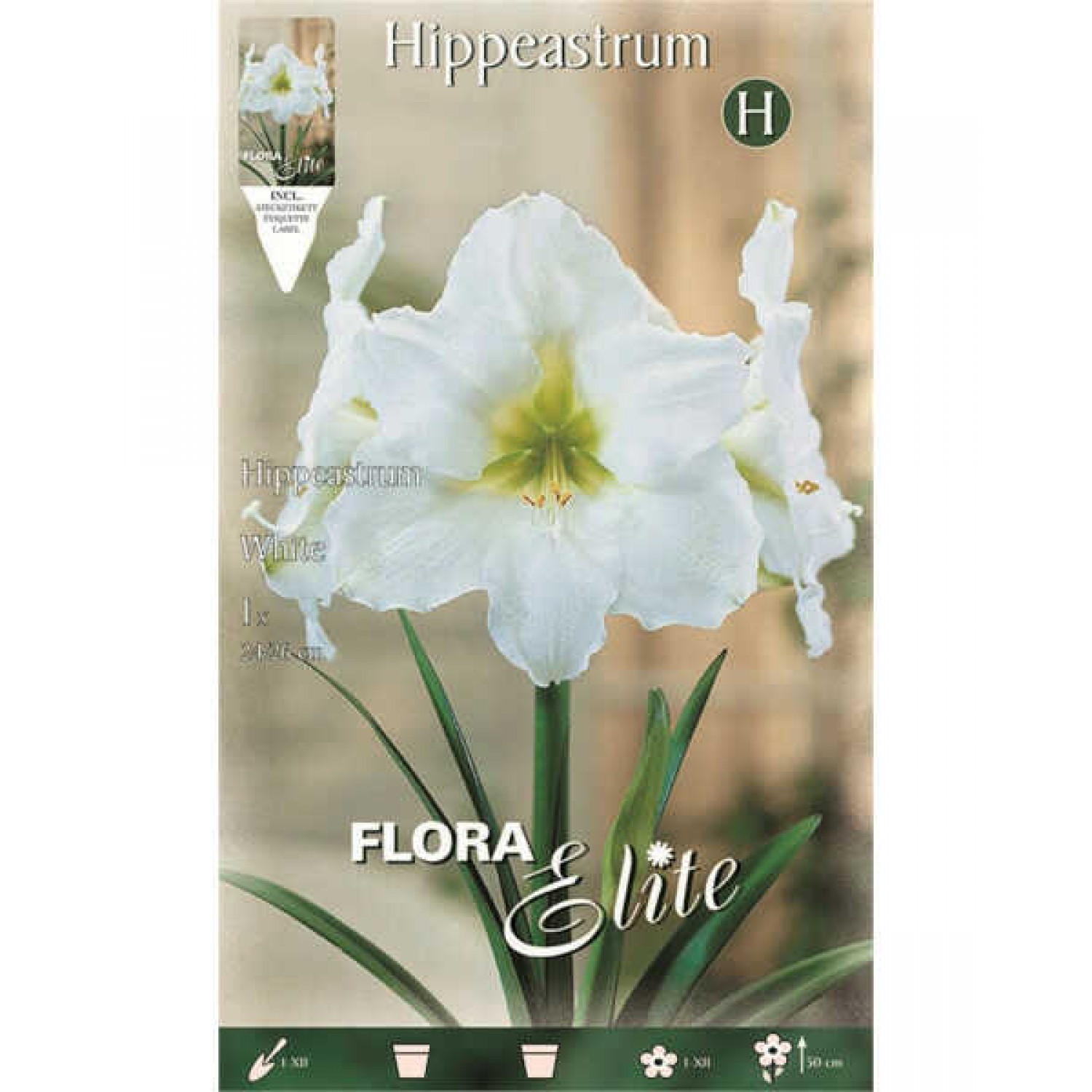 Αμαρυλλίδες Λευκές Πρεπαρέ Βολβοί (Hippeastrum spp.)