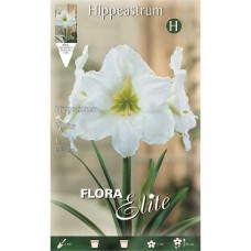 Αμαρυλλίδες Λευκές Πρεπαρέ Βολβοί (Hippeastrum spp.)