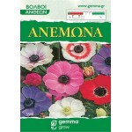 Ανεμώνη Μείγμα Χρωμάτων (Anemone coronaria) Κορμός Ανεμώνη Μείγμα Χρωμάτων (Anemone coronaria) Βολβός-Κορμός - Ανεμώνες Βολβοί-Κορμοί