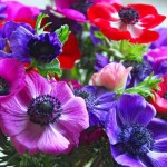 Ανεμώνη Μείγμα Χρωμάτων (Anemone coronaria) Κορμός Ανεμώνη Μείγμα Χρωμάτων (Anemone coronaria) Βολβός-Κορμός - Ανεμώνες Βολβοί-Κορμοί