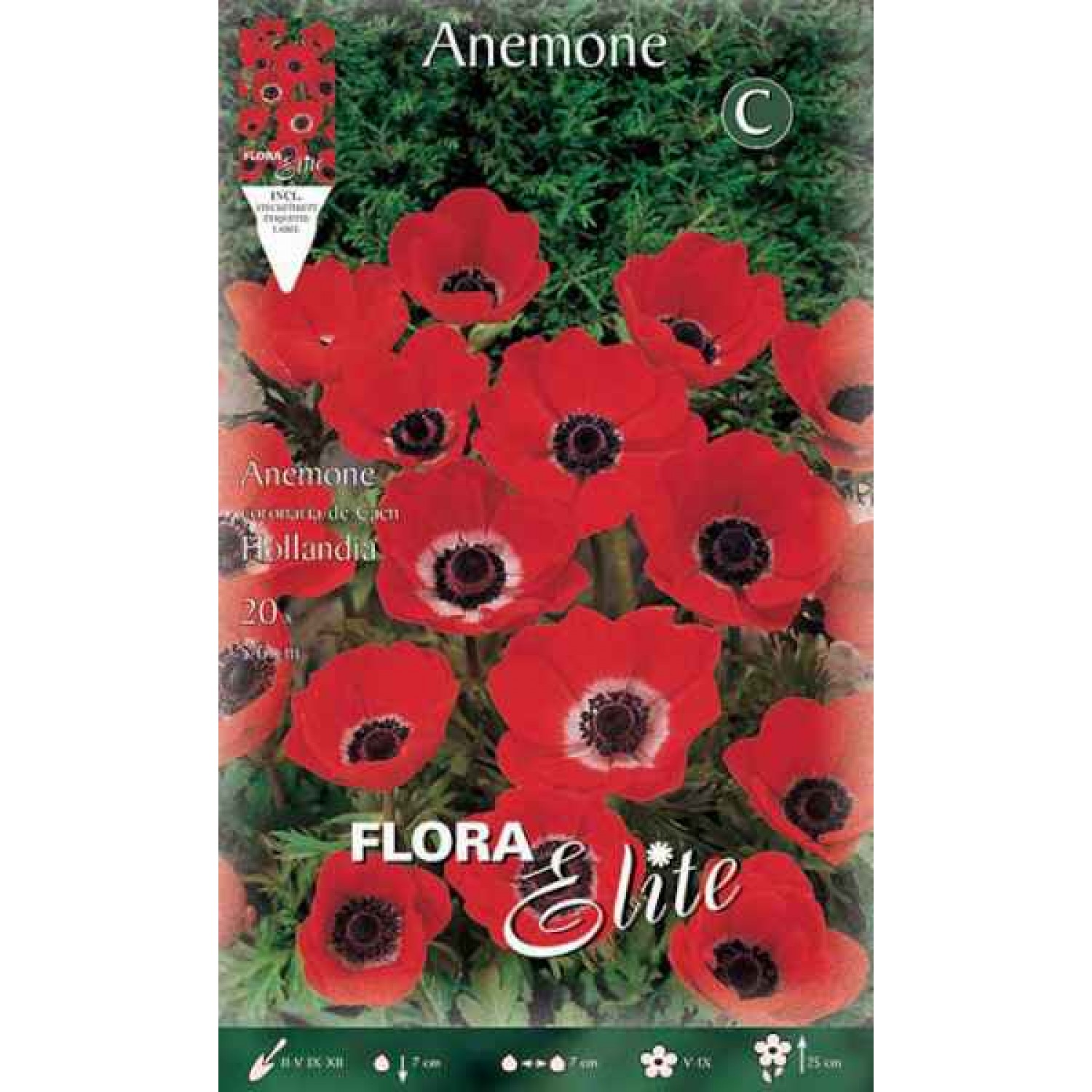 Ανεμώνη Ντε Καέν Γκρουπ 'Hollandia' (Anemone coronaria) Ανεμώνη Ντε Καέν Γκρουπ 'Hollandia' (Anemone coronaria 'Hollandia') Βολβός-Κορμός - Ανεμώνες Βολβοί-Κορμοί