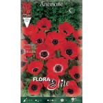 Ανεμώνη Ντε Καέν Γκρουπ 'Hollandia' (Anemone coronaria) Ανεμώνη Ντε Καέν Γκρουπ 'Hollandia' (Anemone coronaria 'Hollandia') Βολβός-Κορμός - Ανεμώνες Βολβοί-Κορμοί
