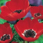 Ανεμώνη Ντε Καέν Γκρουπ 'Hollandia' (Anemone coronaria) Ανεμώνη Ντε Καέν Γκρουπ 'Hollandia' (Anemone coronaria 'Hollandia') Βολβός-Κορμός - Ανεμώνες Βολβοί-Κορμοί