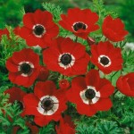 Ανεμώνη Ντε Καέν Γκρουπ 'Hollandia' (Anemone coronaria) Ανεμώνη Ντε Καέν Γκρουπ 'Hollandia' (Anemone coronaria 'Hollandia') Βολβός-Κορμός - Ανεμώνες Βολβοί-Κορμοί