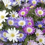 Ανεμώνη Μπλάντα Μίγμα Mixed (Anemonoides blanda)-Ανεμοειδής Βολβός-Κορμός - Ανεμώνες Βολβοί-Κορμοί