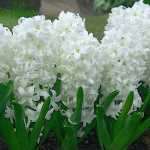Ζουμπούλια Λευκά (Hyacinthus orientalis) Υάκινθοι Βολβοί