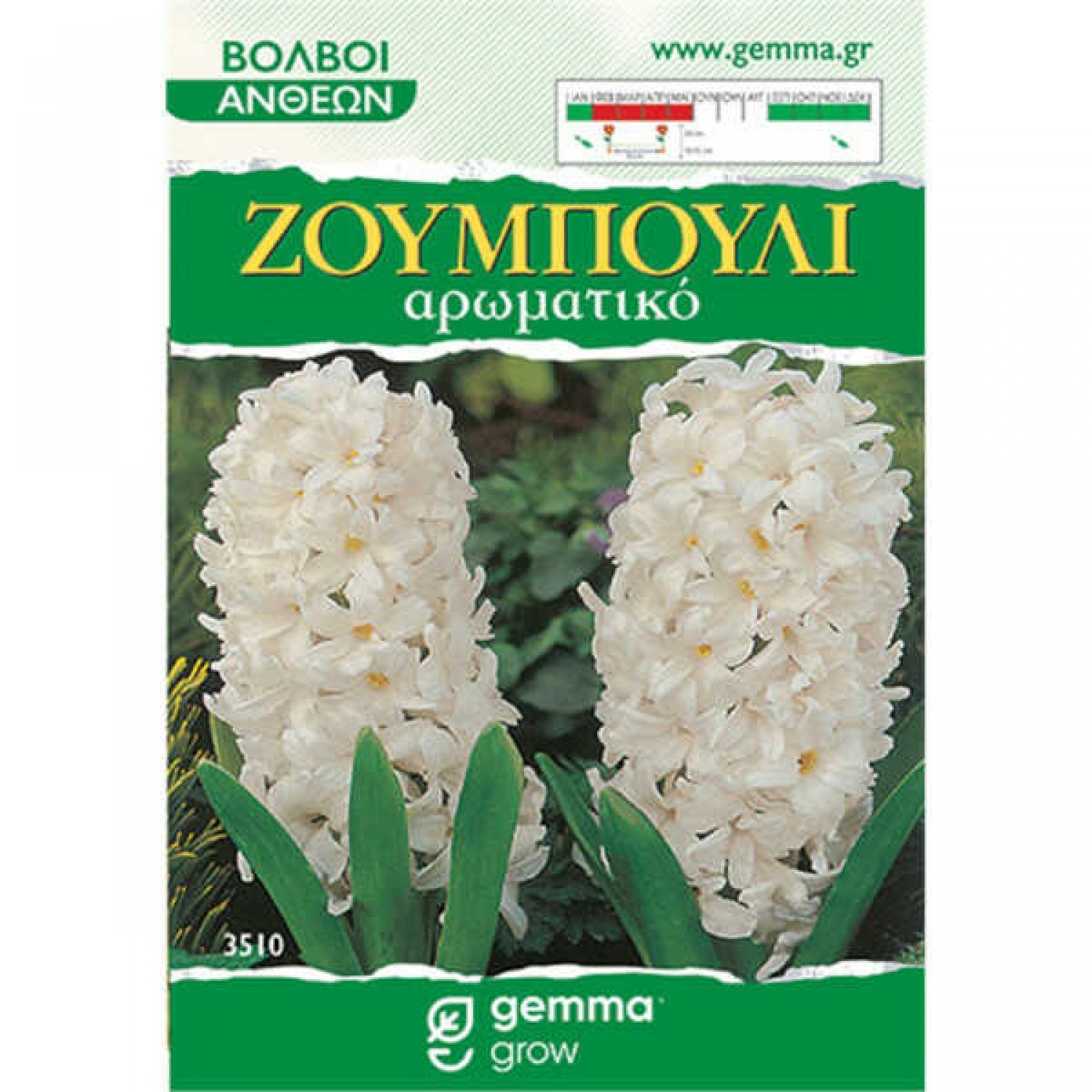 Ζουμπούλια Λευκά (Hyacinthus orientalis) Υάκινθοι Βολβοί