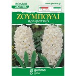 Ζουμπούλια Λευκά (Hyacinthus orientalis) Υάκινθοι Βολβοί