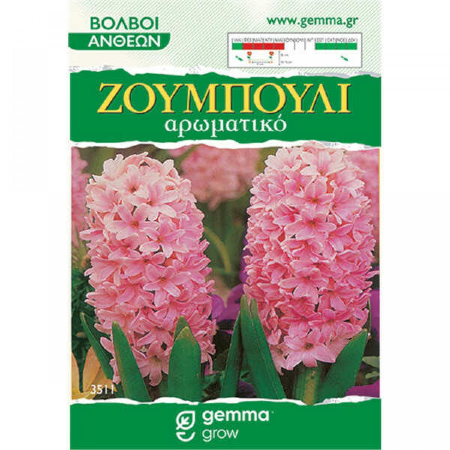 Common Hyacinths Pink (Hyacinthus orientalis) Bulb
