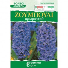 Ζουμπούλια Μοβ (Hyacinthus orientalis) Υάκινθοι Βολβοί
