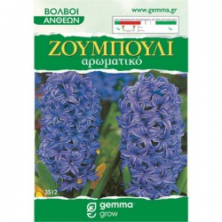 Ζουμπούλια Μοβ (Hyacinthus orientalis) Υάκινθοι Βολβοί