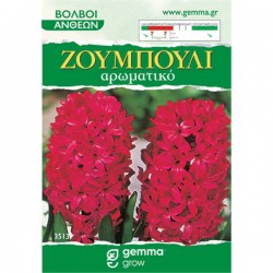 Ζουμπούλια Κόκκινο (Hyacinthus orientalis) Υάκινθοι Βολβοί