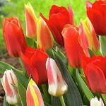 Tulip Botanical Mix (Tulipa spp.) Bulbs - Fall Planting Tulips Botanical Mix (Tulipa spp.) Bulbs - Fall Planting