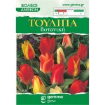 Tulip Botanical Mix (Tulipa spp.) Bulbs - Fall Planting Tulips Botanical Mix (Tulipa spp.) Bulbs - Fall Planting