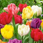 Tulip Various Mix (Tulipa spp.) Bulbs - Fall Planting Tulips Various Mix (Tulipa spp.) Bulbs - Fall Planting
