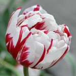Τουλίπες Carnaval de Nice (Tulipa ‘Carnaval de Nice’) Βολβοί
